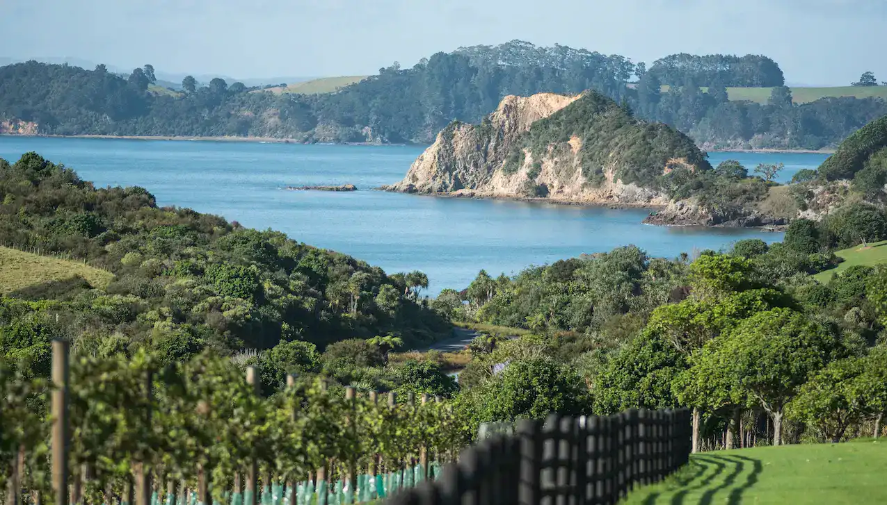 thelanding_vineyard4